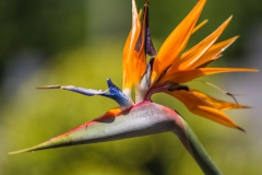 Birds of Paradise Flower in a Funeral Garden | Funeral Services in Gold Coast