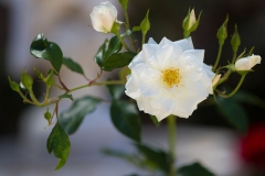White Rose Blooming in a Funeral Garden  in Gold Coast