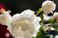 White Roses at a Garden | Funeral Garden in Gold Coast