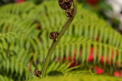 Fern Bud and Leaves Grow in a Garden | Funerals in Garden Gold Coast