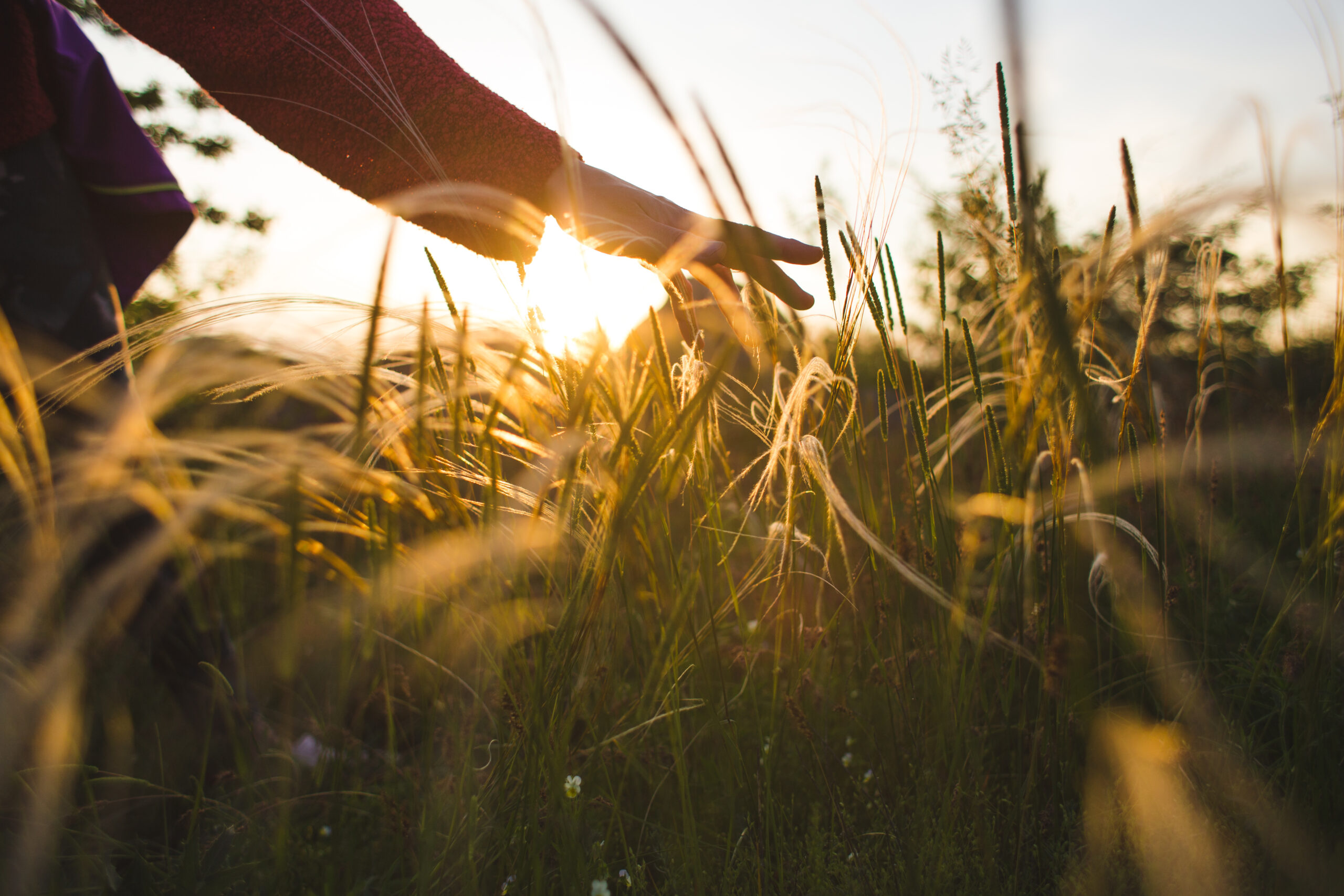 the girl touches the grass while walking in the meadows