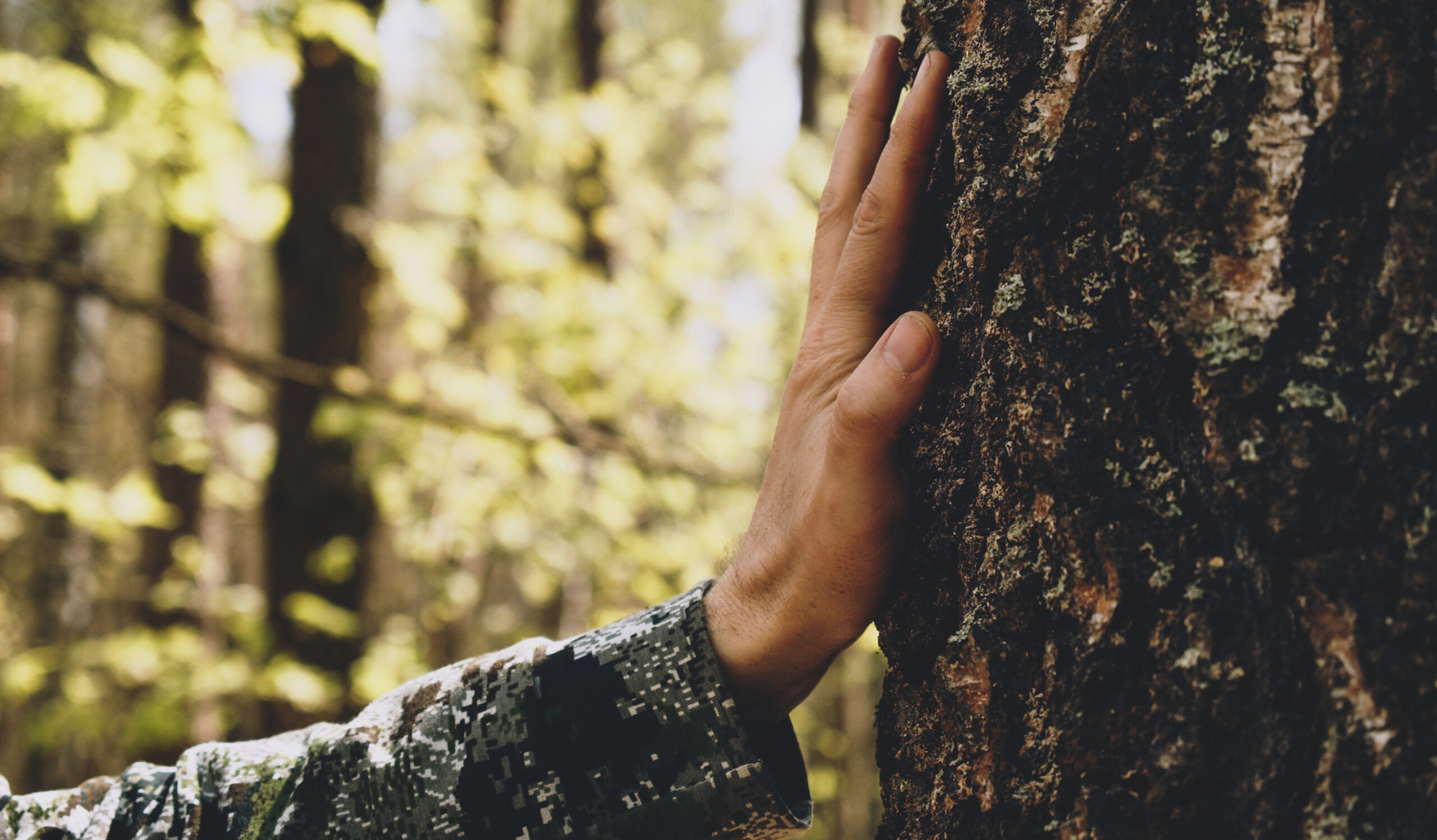 Hand touch the tree trunk. Man hand touches a pine tree trunk, close-up. Human hand touches a tree trunk. Bark wood. Wild forest travel. Ecology – a energy forest nature concept..