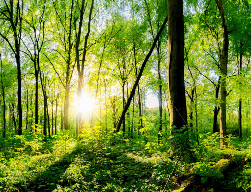 Eco-Friendly Funeral Options: A Guide to Sustainable Farewells